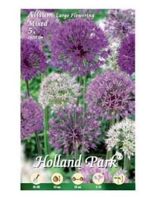 BULBI DA FIORE VARIE SPECIE E COLORI IN BUSTA (allium a fiore grande mix, 5 bulbi)-0