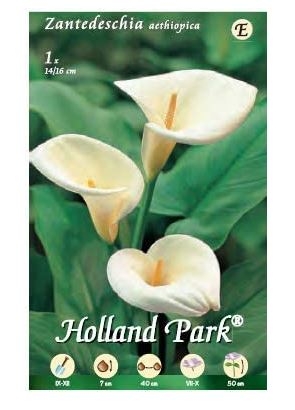 BULBI DA FIORE VARIE SPECIE E COLORI IN BUSTA (calla bianca aethiopica, 1 bulbo)-0