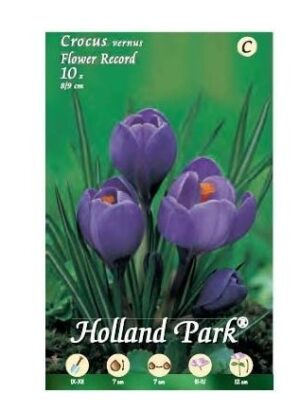 BULBI DA FIORE DI CROCUS IN CONFEZIONE DA 10 BULBI (flower record)-0