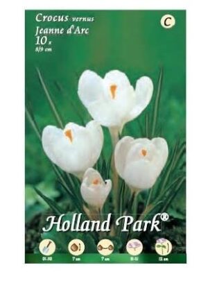 BULBI DA FIORE DI CROCUS IN CONFEZIONE DA 10 BULBI (jean d'arc)-0