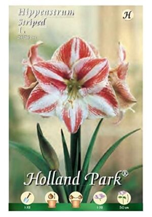 BULBO DA FIORE DI AMARYLLIS (rosso/bianco)-0