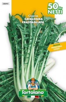 SEMENTI DI ORTAGGI DI QUALITA' IN BUSTE TERMOSALDATE DA 50 GRAMMI (CICORIA CATALOGNA FRASTAGLIATA) -0