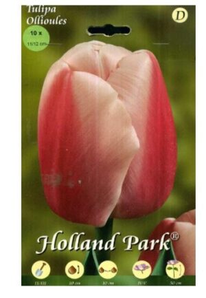 BULBI DA FIORE DI TULIPANO IN CONFEZIONE DA 10 BULBI (ollioules)-0
