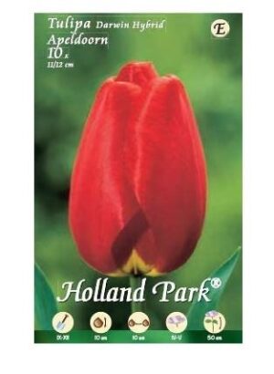 BULBI DA FIORE DI TULIPANO IN CONFEZIONE DA 10 BULBI (apeldoorn)-0